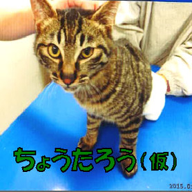 ちょうたろう@♂長.jpg